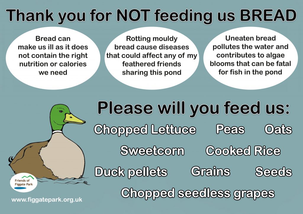 please don't feed the ducks bread