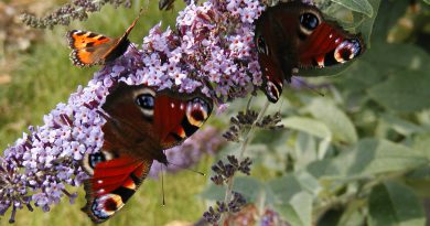 butterflies on a buddleia