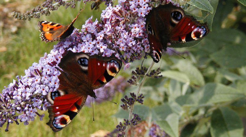 butterflies on a buddleia