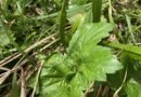 Giant Hogweed