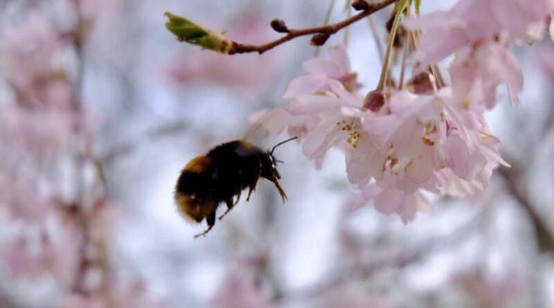 Prunus autumnalis