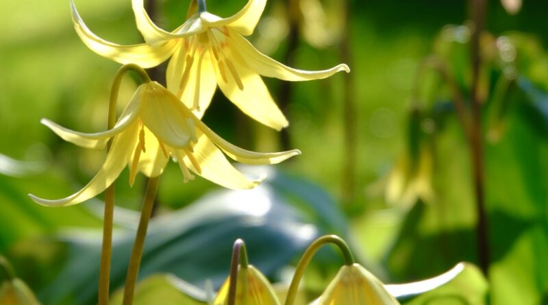 More spring flowers