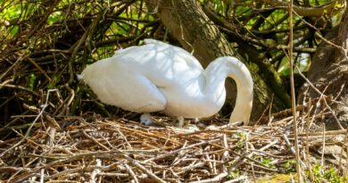 Five Cygnets Hatched