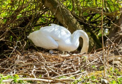 Five Cygnets Hatched